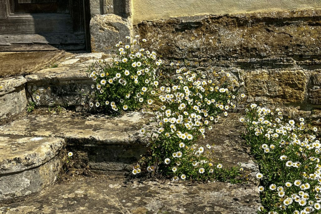 daisies in the steps at Canons Ashby House