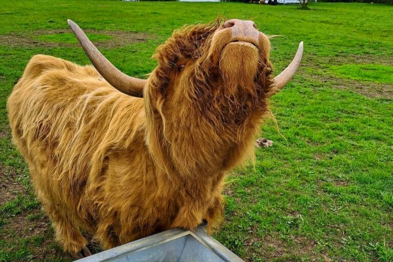 A fluffy Highland cow with long, reddish-brown hair and large horns stands in a grassy field near a metal trough. The background features trees and a lake under an overcast sky.